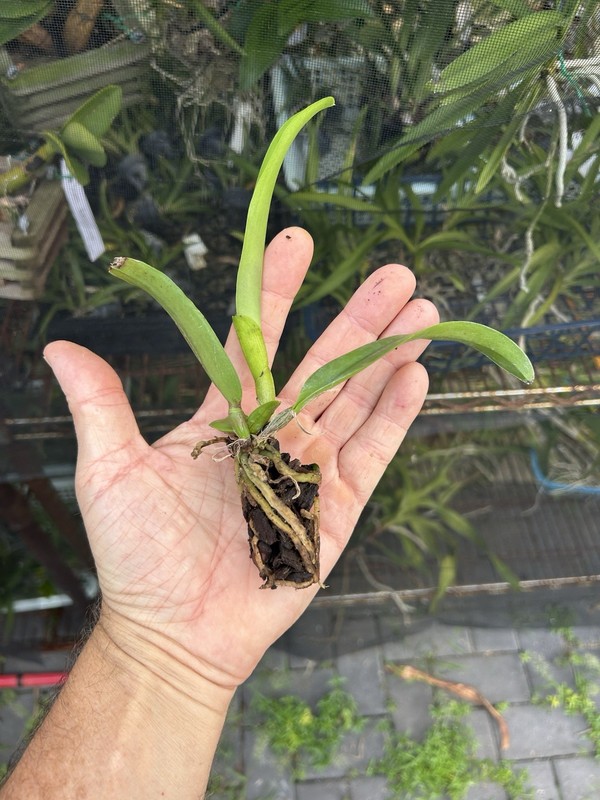2 Different cattelaya Seedling Package, Orchids See photos For Names Vanda gallery