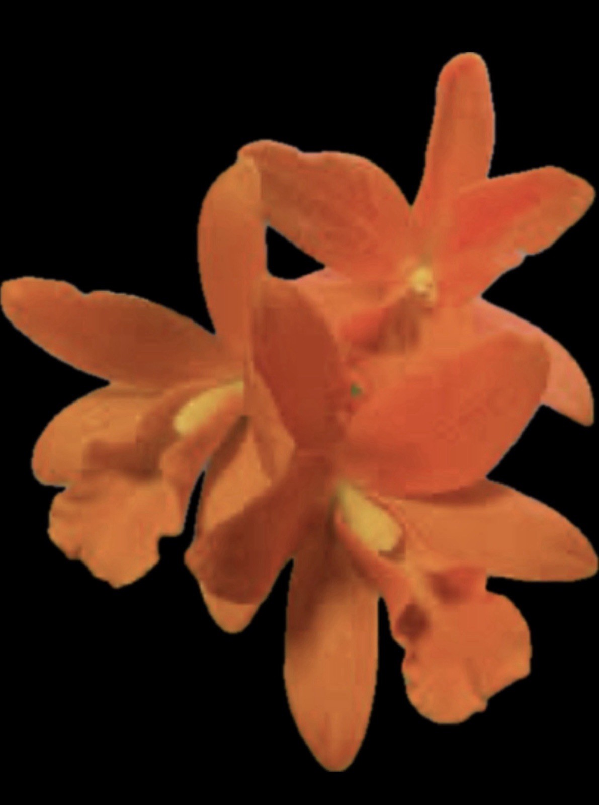Cattlianthe Chief Berry x Blc Young-Min Orange Orchid Plant 2” gallery