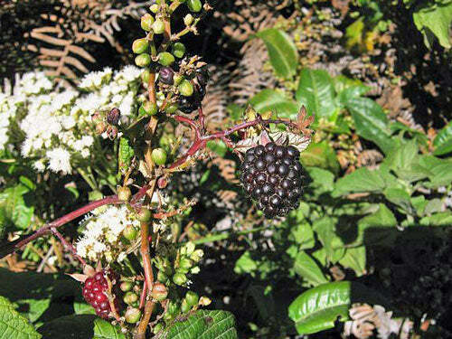 Rubus glaucus | Andean Raspberry | Mora de Castilla | 20 Seeds gallery