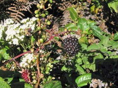 Rubus glaucus | Andean Raspberry | Mora de Castilla | 20 Seeds