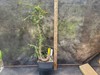 Operculicarya decaryi Tree - Lot OD1 - 5.5 Yr Old, Warty, Gnarly, Knobby, Caudex gallery