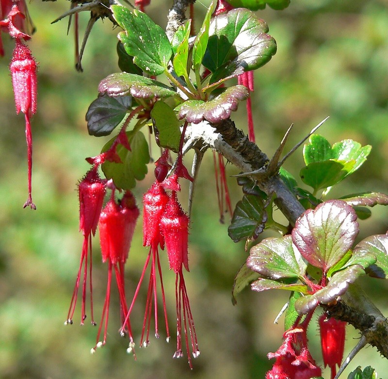 Fuchsia-Flowered Gooseberry, Ribes Speciosum - 15 Seeds 2024 - USA gallery
