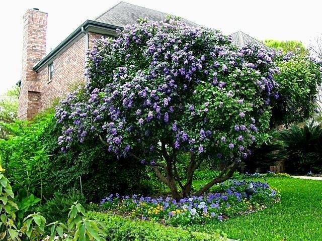 TEXAS MOUNTAIN LAUREL FLOWER TREE SEEDS (Sophora Secundiflora) Mescal Bean gallery