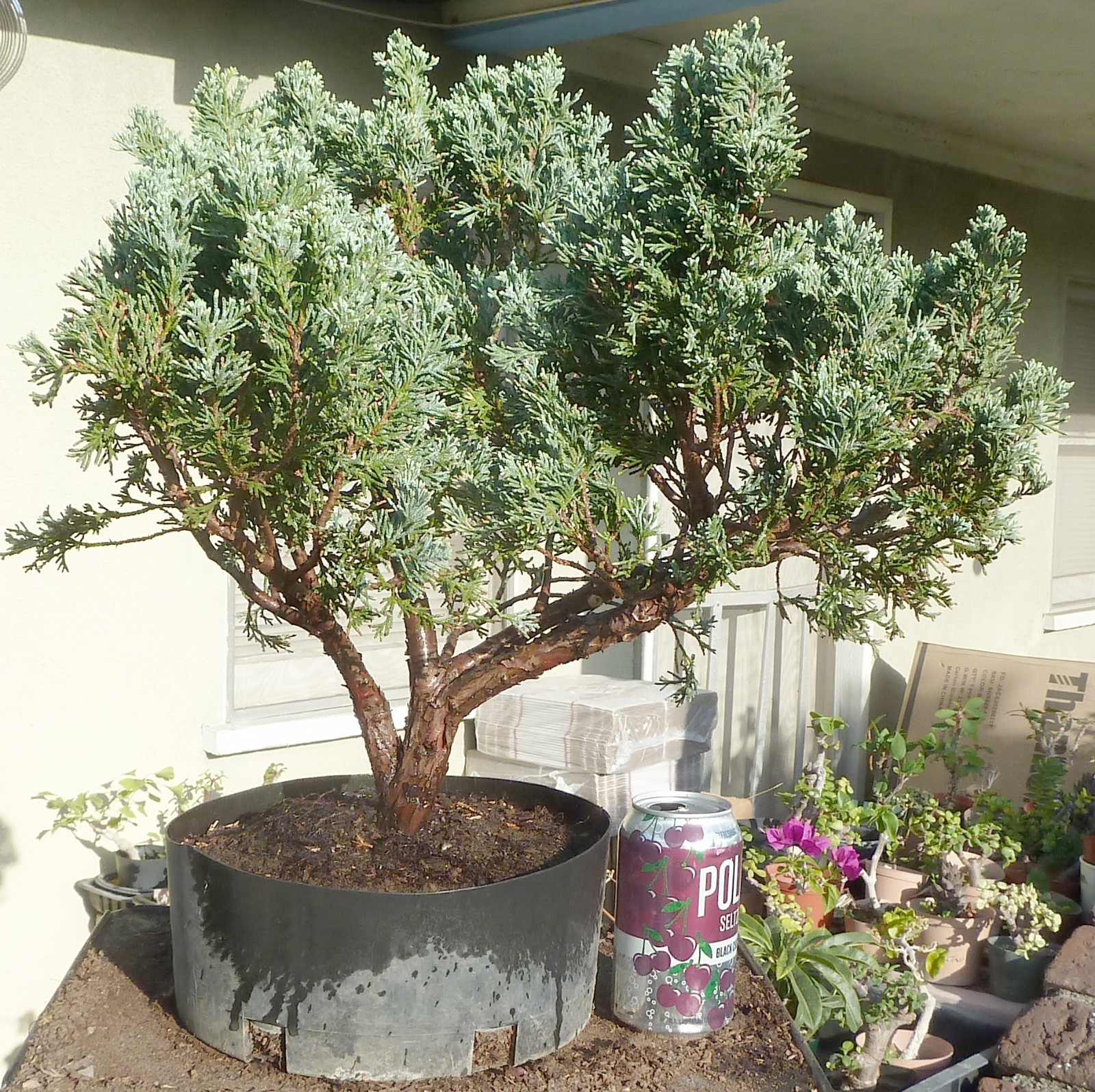 Moonglow Juniper Pre Bonsai Raft Dwarf Kifu Fat Trunk Juniperus gallery