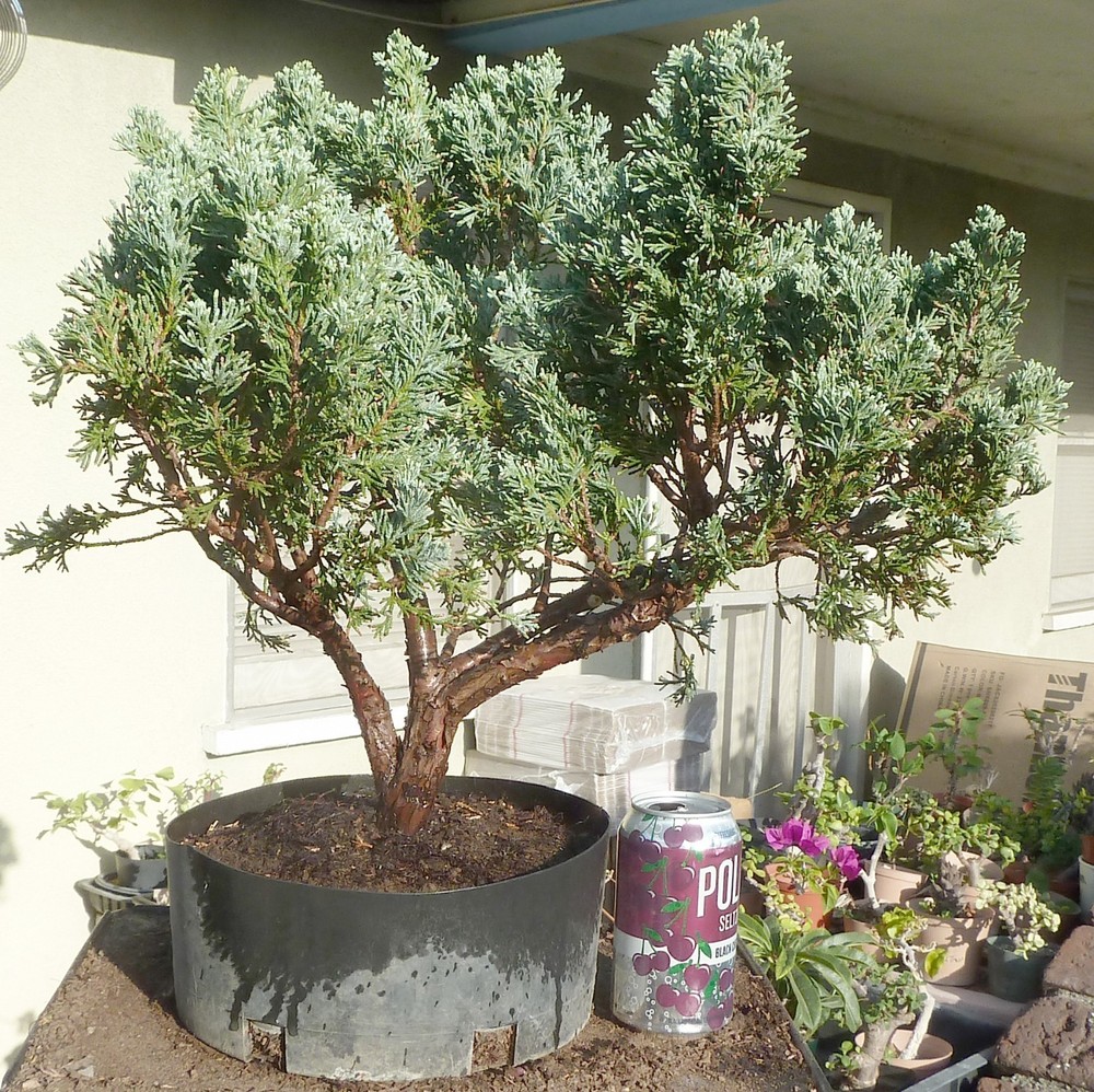 Moonglow Juniper Pre Bonsai Raft Dwarf Kifu Fat Trunk Juniperus