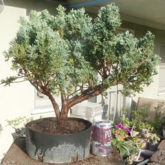 Moonglow Juniper Pre Bonsai Raft Dwarf Kifu Fat Trunk Juniperus
