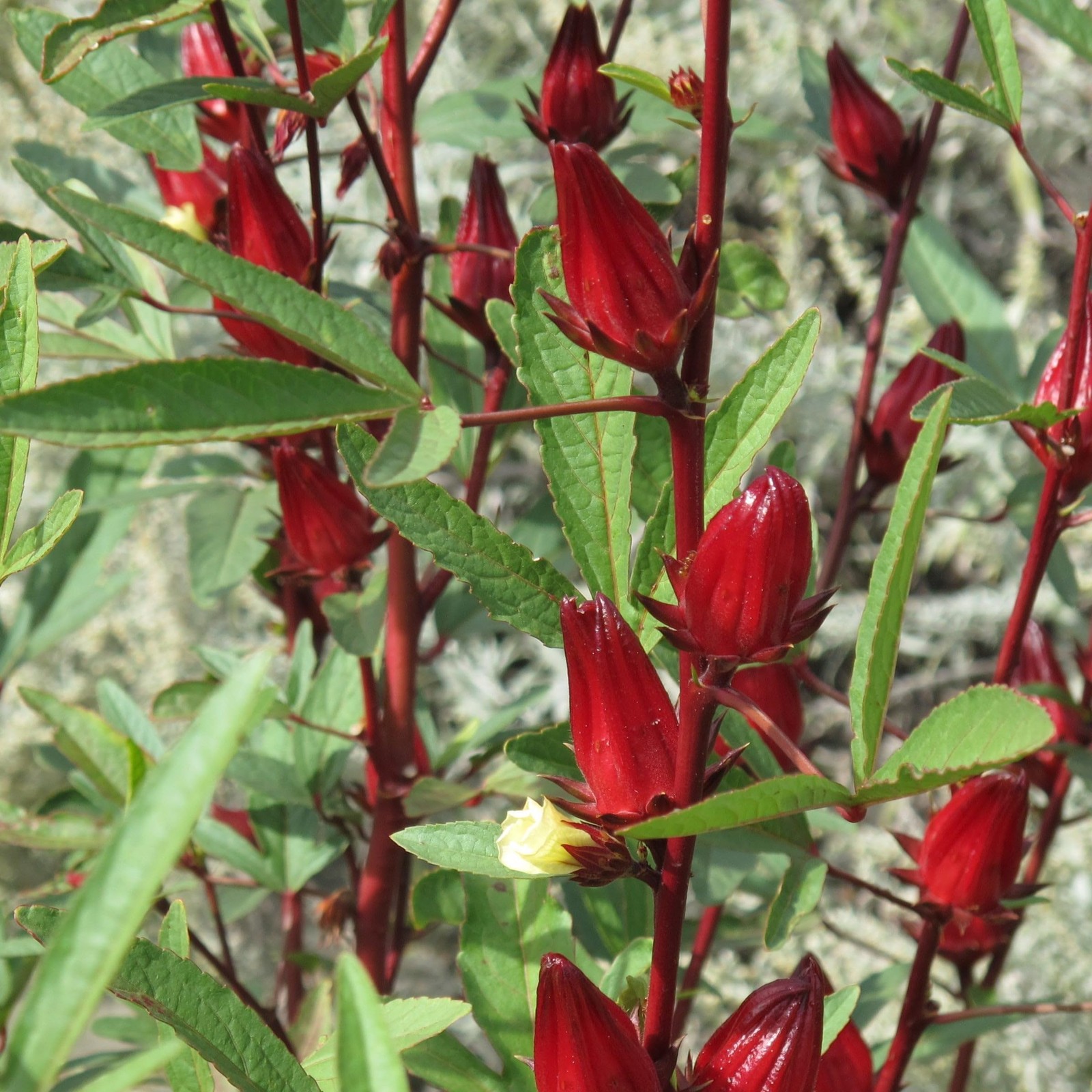 - Red Hibiscus Roselle Seeds - 50+ Count - for 2026 Planting Hibiscus Sabdari... gallery