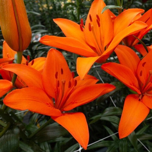 2 - ORANGE ASIATIC LILY Live Flower Bulbs * ATTRACTS BUTTERFLIES gallery