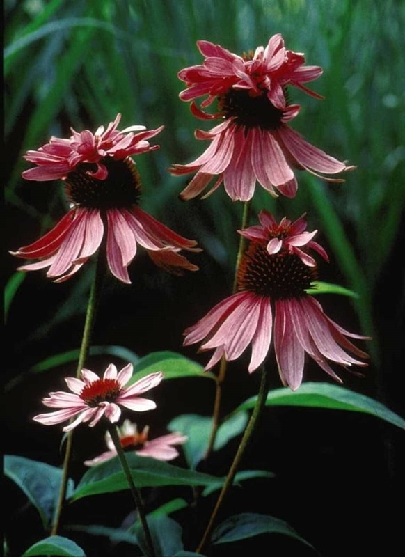 Echinacea purpurea Doubledecker| Doppelganger| 10_Seeds gallery