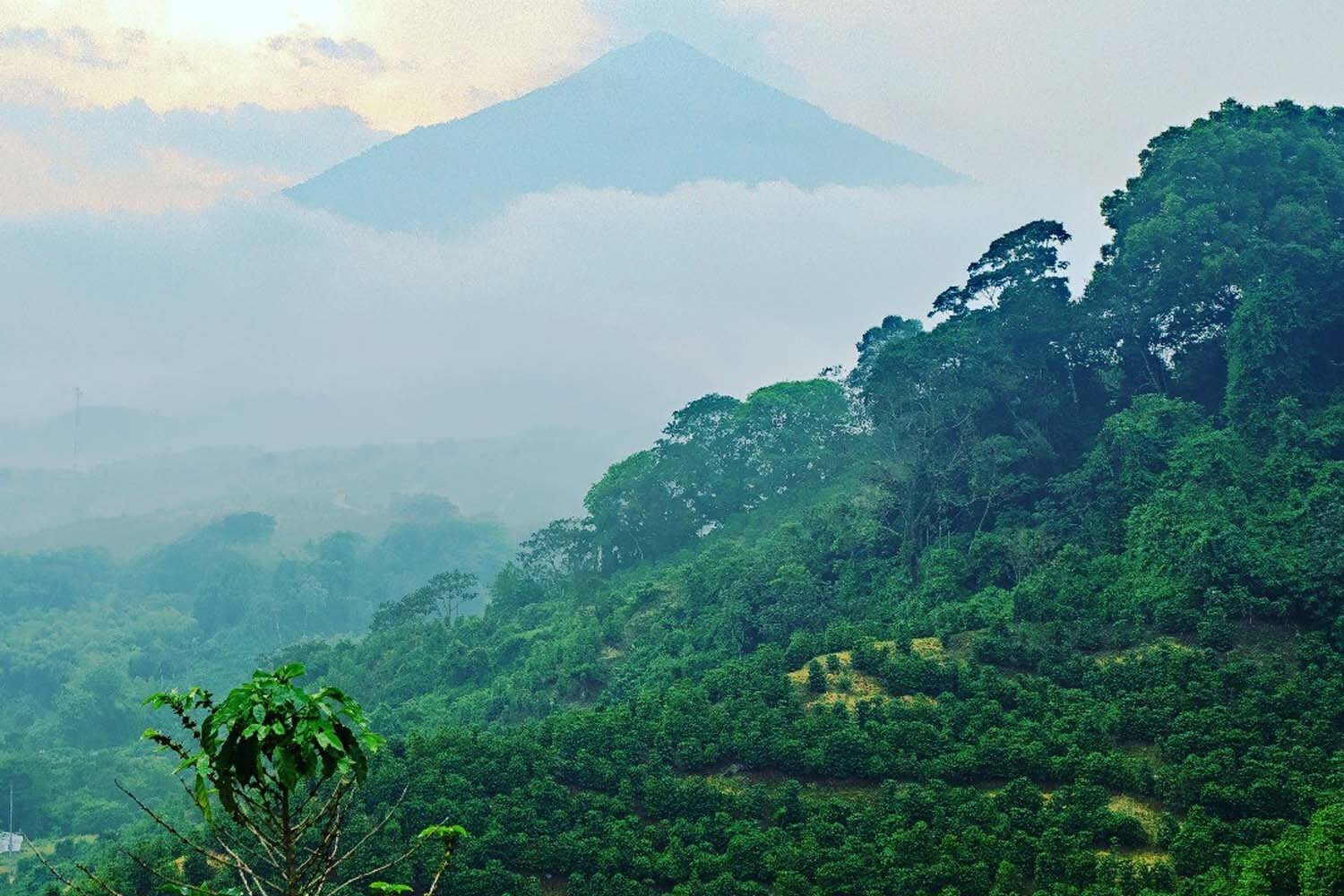 GUATEMALA - Premium Specialty Coffee - Unroasted Green Beans for Home Roasters gallery