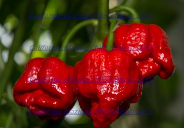 Carolina Reaper/ Moruga Scorpion/ Ghost Pepper PEANUTS~7 OUNCE OF INFERNO NUTS. gallery