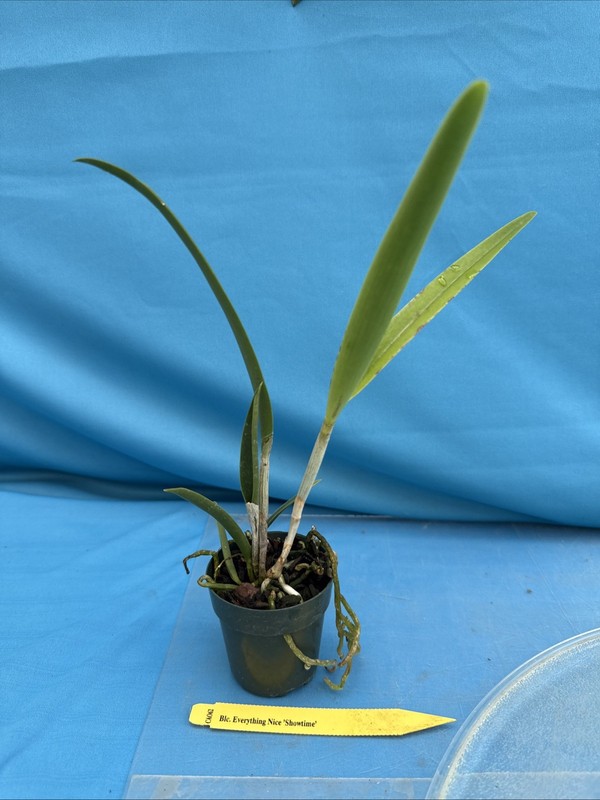 Rlc Everything Nice ‘Showtime’ Green White Fragrant Mericlone Orchid 2.5” Pot gallery