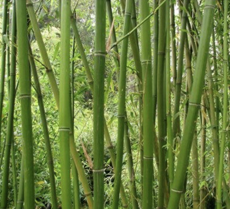 Bamboo Red Margin Phyllostachys Rubromarginata Bare Root Plant 2cnt rhizomes gallery