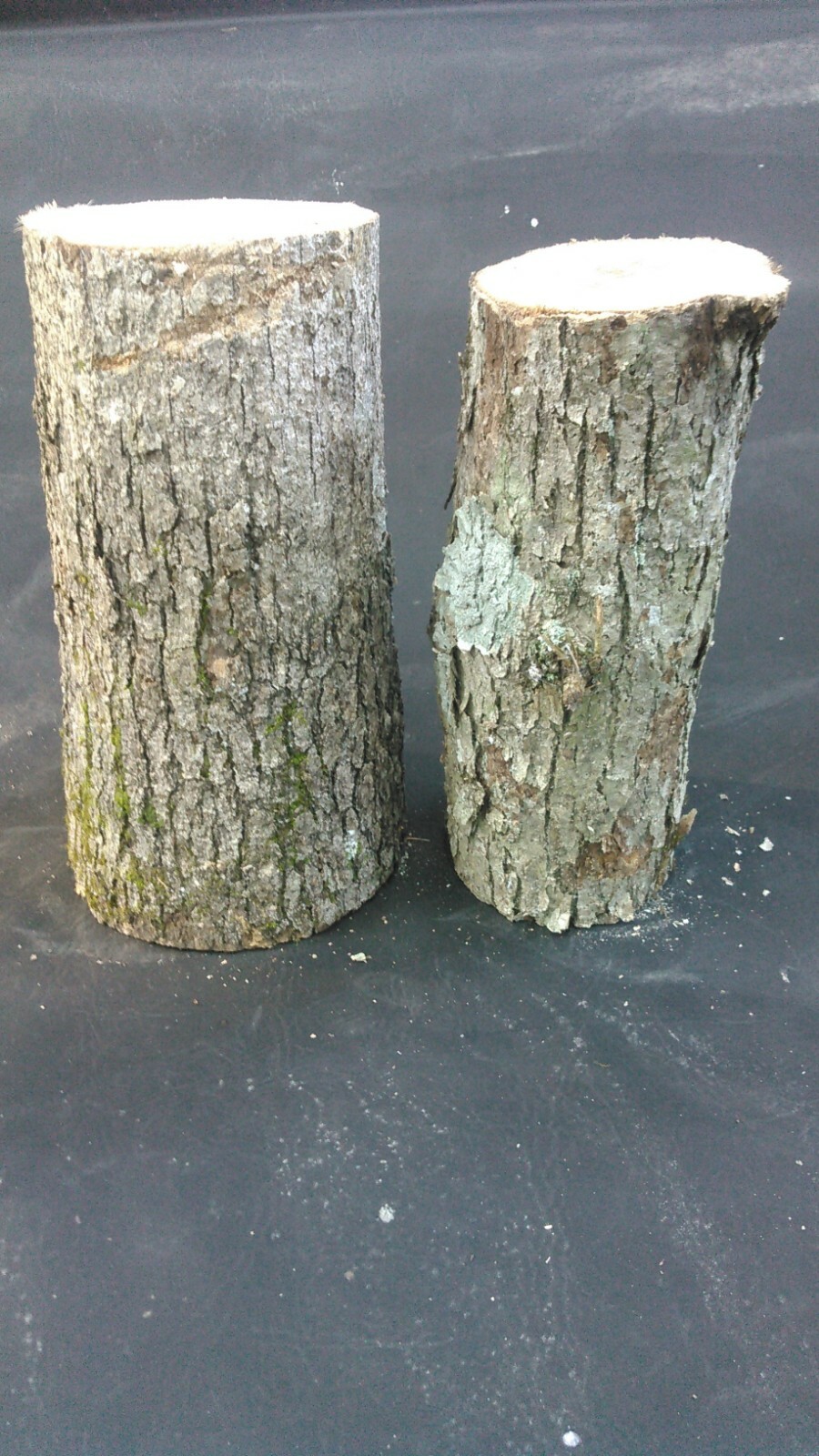 2 Large 12" White Oak Logs For Growing Mushrooms Shittake Oyster Mushroom gallery