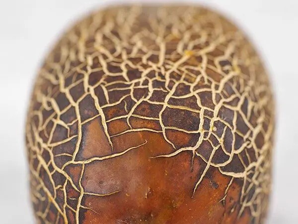 Cucumis sativus sikkimensis SIKKIM RUSTY CUCUMBER, VERY RARE - 10 Seeds gallery