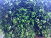 English Ivy / Climbing/Mat-Forming- 10, 8 inch Cuttings gallery