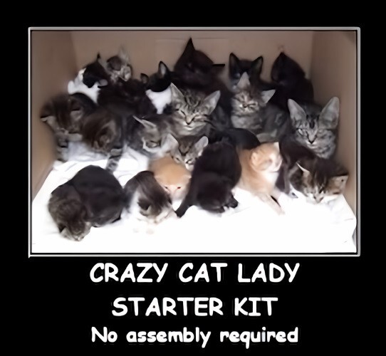Crazy Cat Lady Starter Kit No Assembly Required Just Love Kitty Litter MAGNET