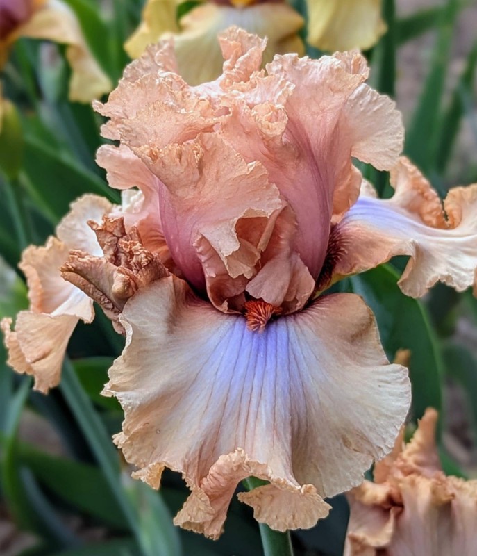 'Audacious Amber' ' TB Bearded Iris Rhizome PRE-SALE to Ship Aug/Sept gallery