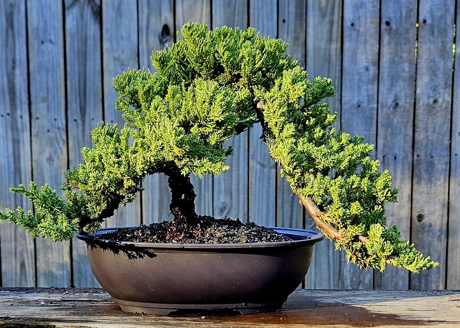 Japanes Juniper Bonsai In 9 Inch Plastic Pot With Tray. 15 Year Old Beauty. gallery