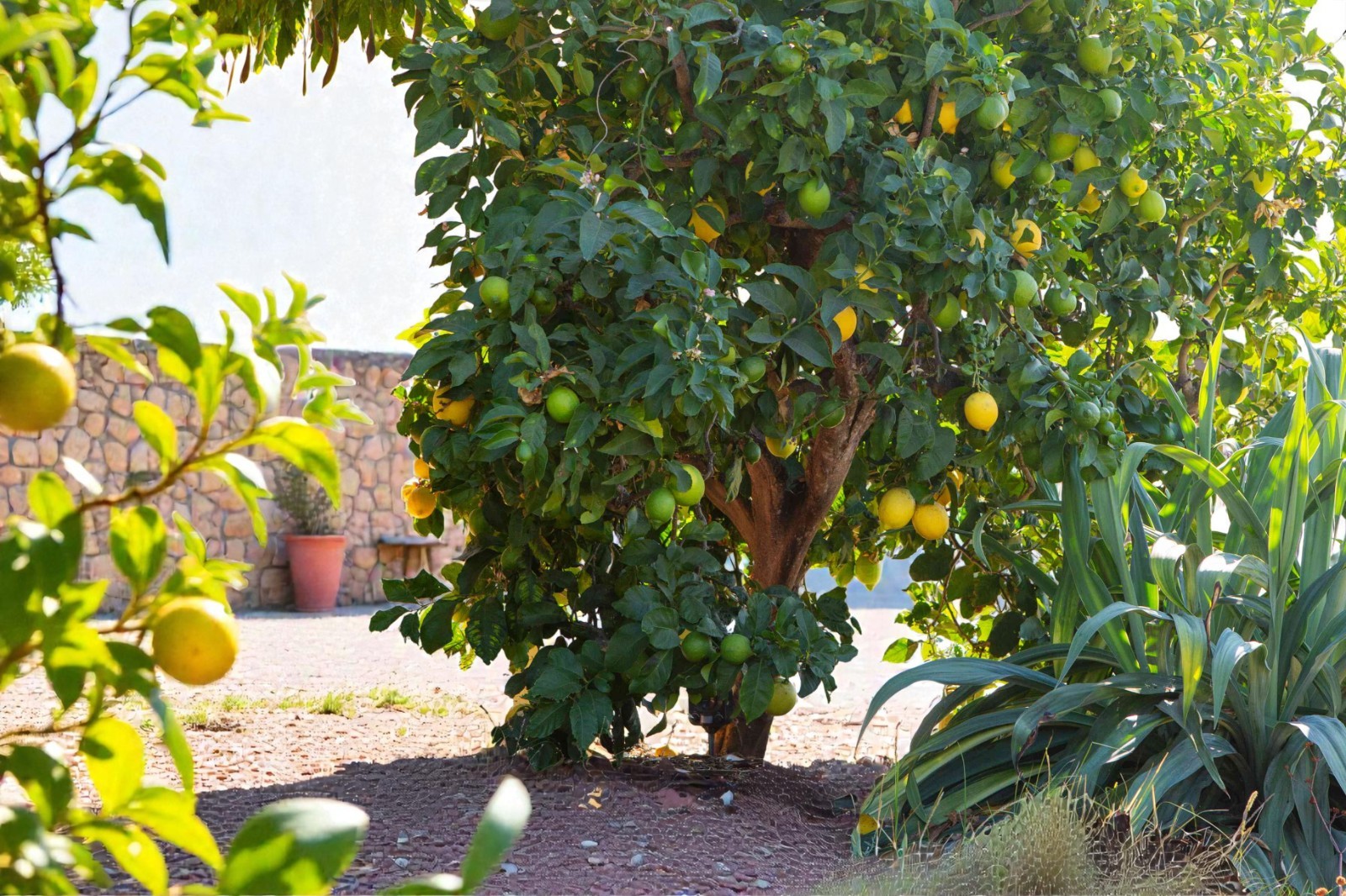 Meyer Lemon Seeds Citrus Fruit Tree 5 Seeds gallery