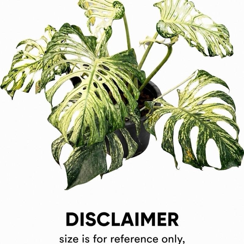 Monstera Devil Monster Tissue Culture Plant – Grade B- Grower’s Choice gallery