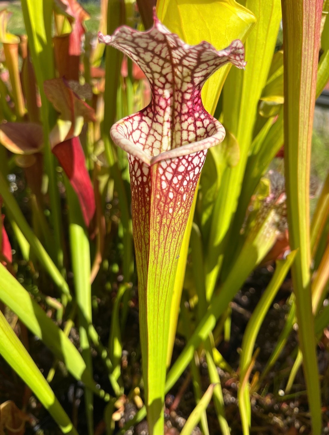 Sarracenia leucophylla "Purple Lips" x 'Legacy' BEAUTIFUL LARGE DIVISION gallery