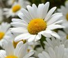 DAISY SHASTA Chrysanthemum Maximum - 6,000 Bulk Seeds gallery