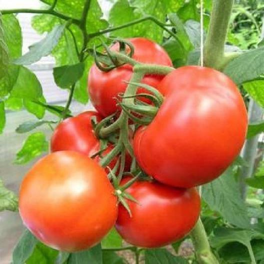 Essential Survival Kit Perfect Vegetable Garden Save Seed 5 Varieties FREE SHIP! gallery