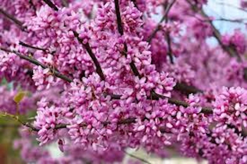 5 Eastern Redbud Tree 12-24" Tall Cercis canadensis Bare Root gallery