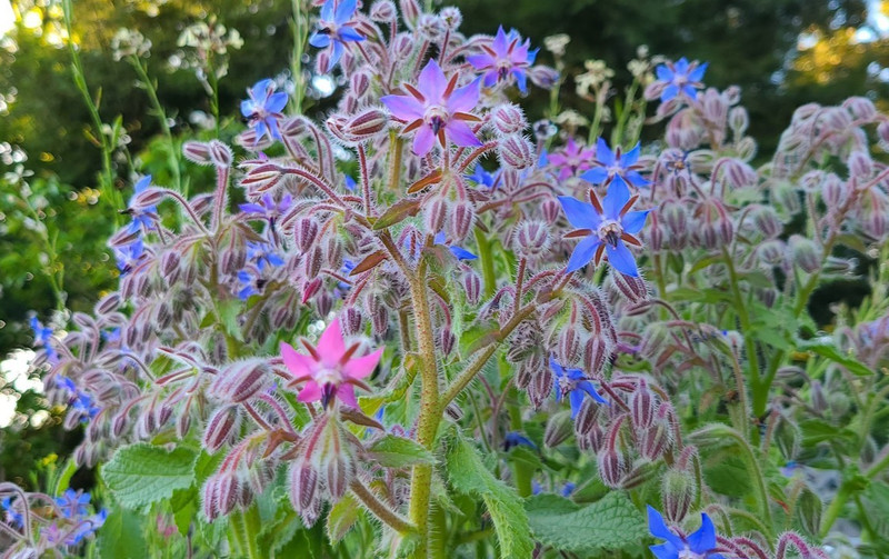 Organic Heirloom *BORAGE* Herb Seeds 💙 Edible Flowers! Attract Pollinators! 🐝 gallery