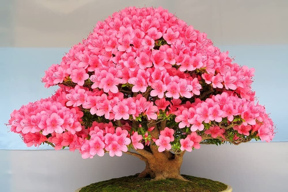 Bonsai Judas tree seeds 5 count~flowering~hobby idea gallery