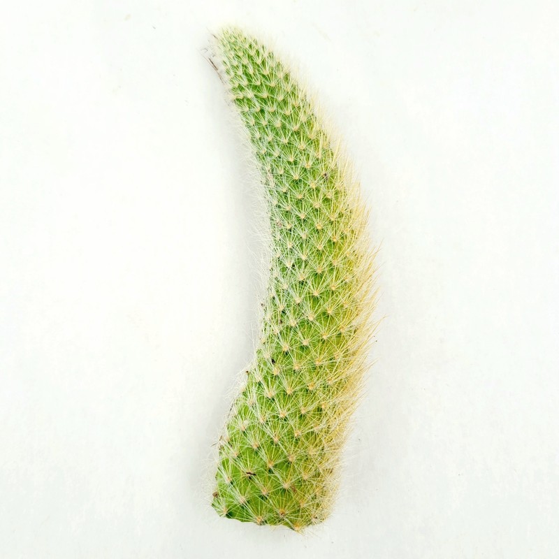 Monkey Tail Cactus Hildewintera colademononis Succulent Plant gallery
