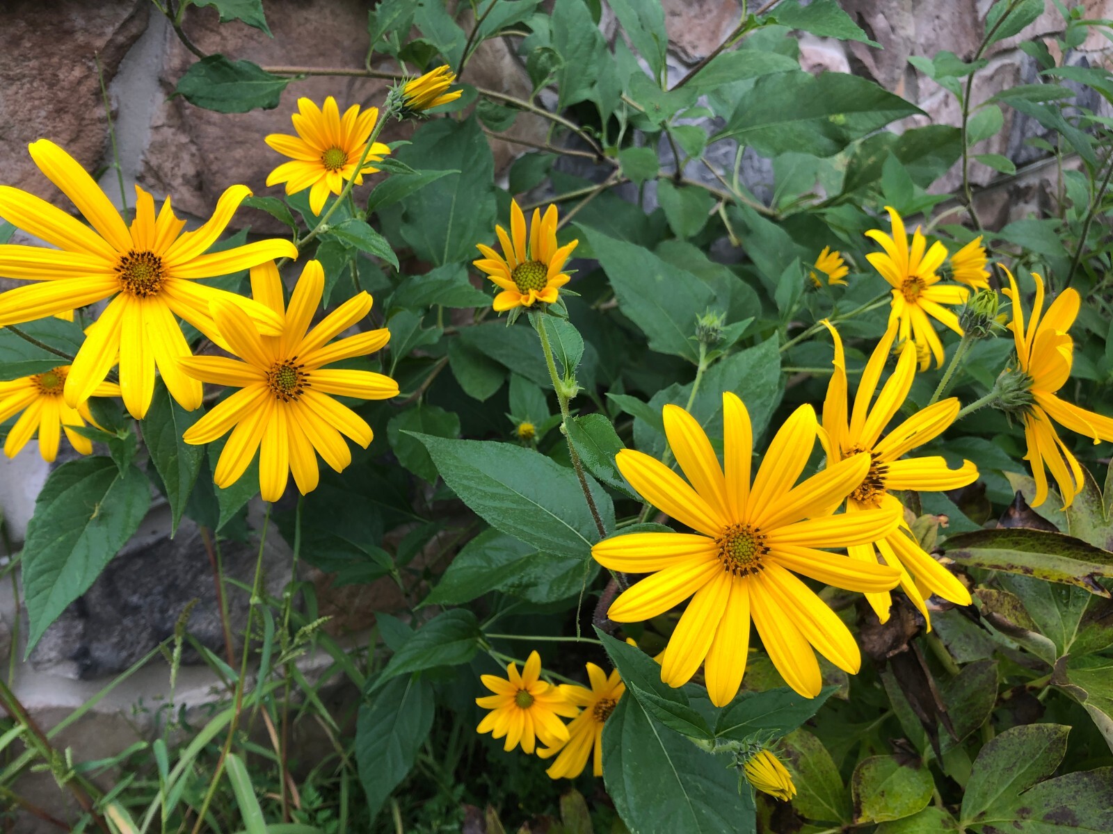 Sprouting Jerusalem Artichoke/Sunchoke - Individual Tubers For Planting gallery