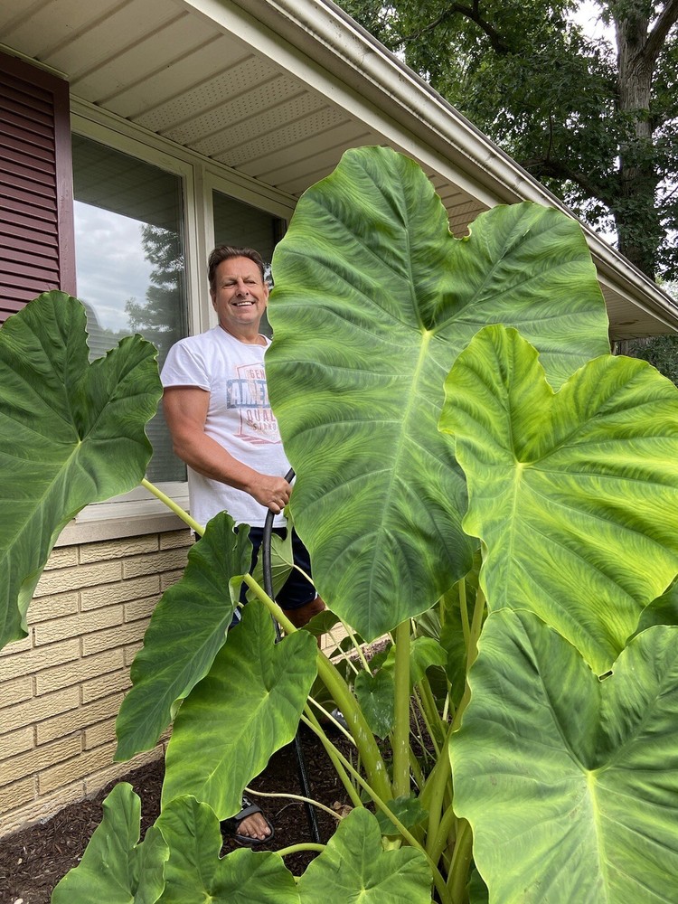 2 LARGE size Elephant Ear Bulbs....SPRING SALE!