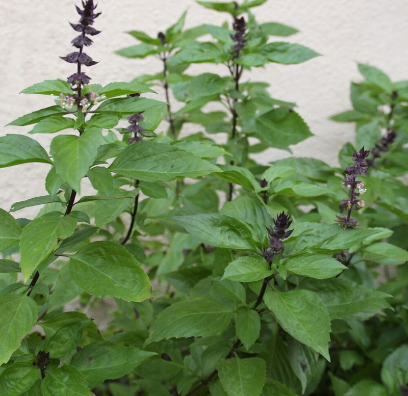 100+ Thai Basil Seeds(Ocimum basilicum)Khmer Chi neang Voang Jiu Ceng Ta USA gallery