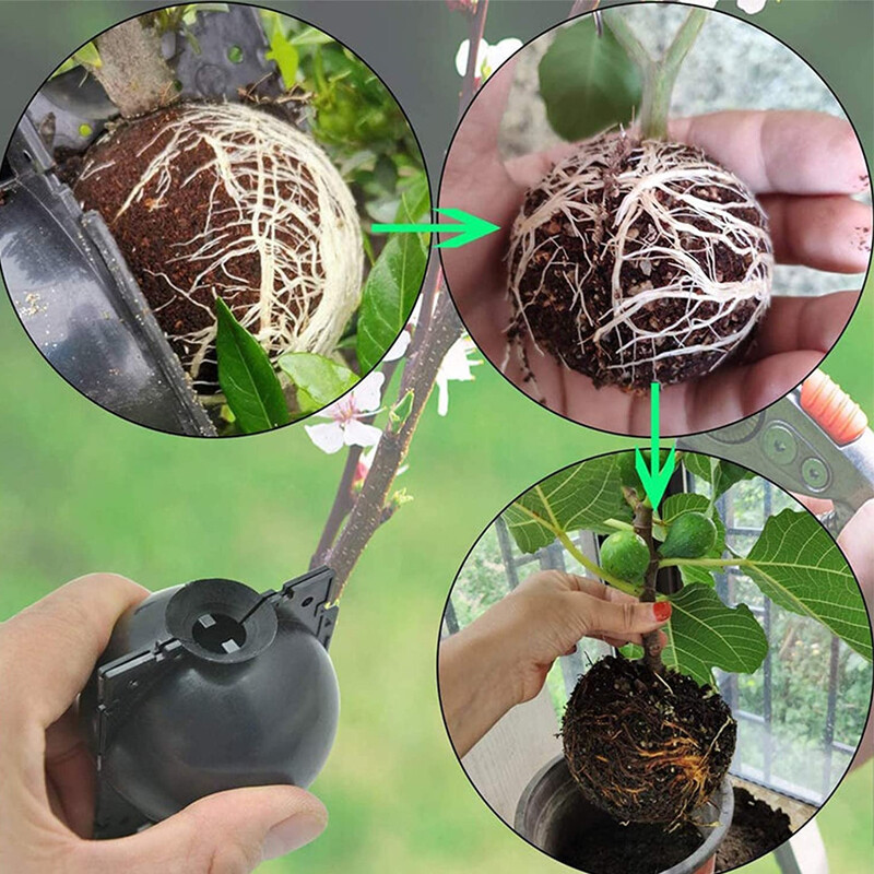 10PCS Garden Plant Care Rooting Growing Grafting Box Pressure Propagation Ball gallery