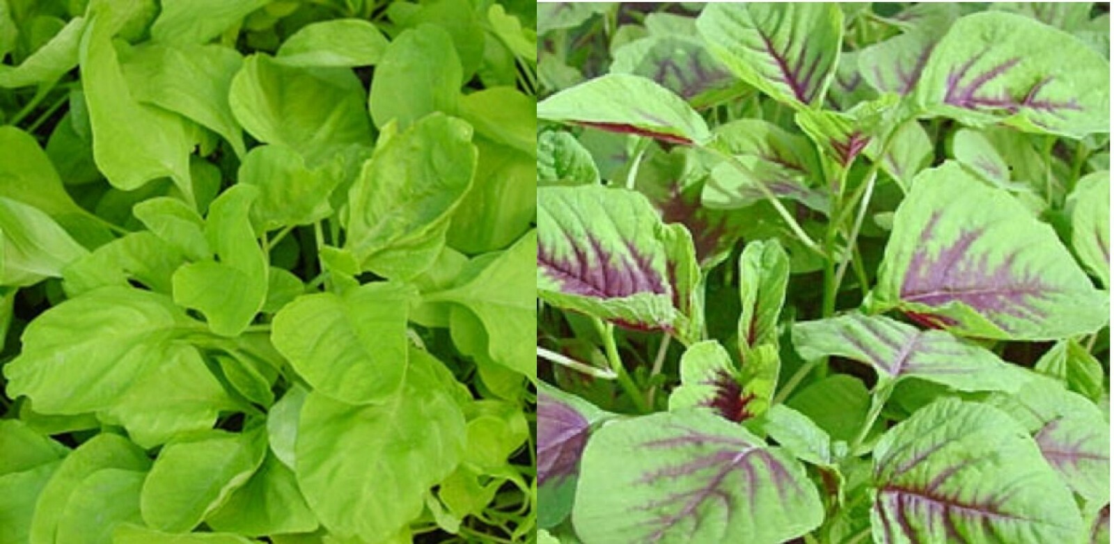 Green / Red Amaranth Seeds Authentic Chinese Spinach Yin Cho Callaloo Editable gallery