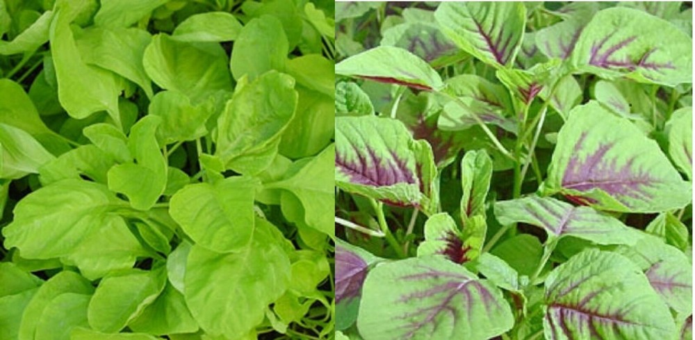 Green / Red Amaranth Seeds Authentic Chinese Spinach Yin Cho Callaloo Editable
