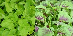 Green / Red Amaranth Seeds Authentic Chinese Spinach Yin Cho Callaloo Editable