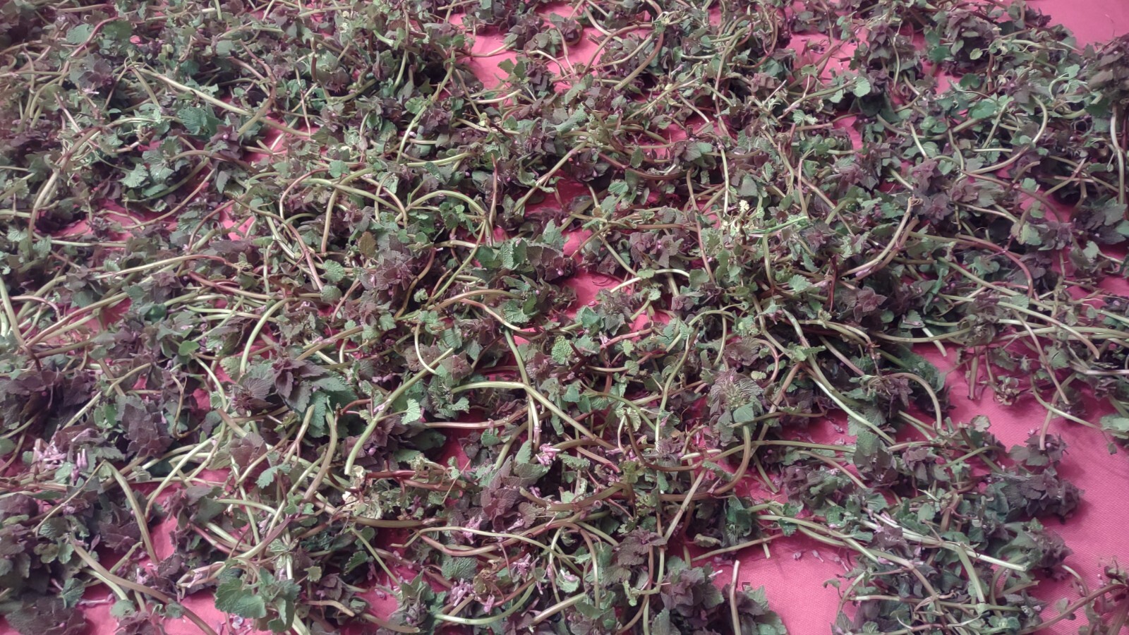 Dried FRESH Wild Purple Dead Nettle Whole Herb Wildcrafted Medicinal Tea 2024 gallery