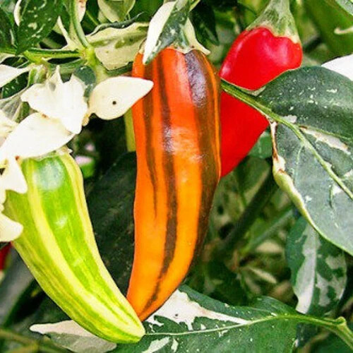 Fish Pepper Seeds | Heirloom / Non-GMO | Free Shipping | Seed Store | 1286 gallery