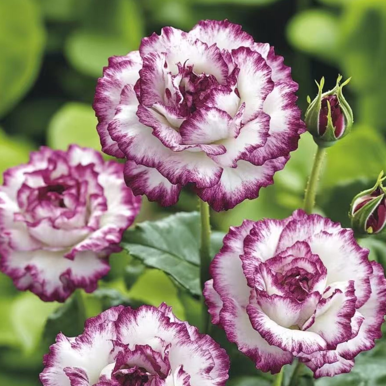 Two-Tone White and Purple Rose Seeds – 20 Seeds – Non-GMO Heirloom Variety gallery