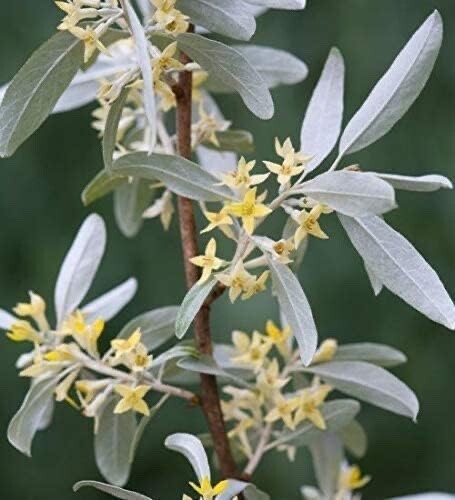 One White Willow Tree - Silver Leafs Shimmer in The Sun - One Cutting to Grow gallery