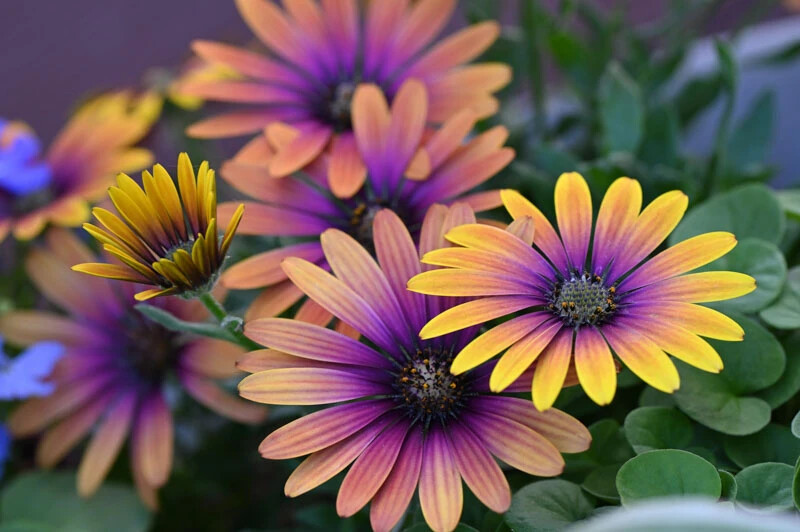 200+ Purple & Yellow Cape Daisy Seeds for Garden Planting - USA - FREE SHIPPING! gallery