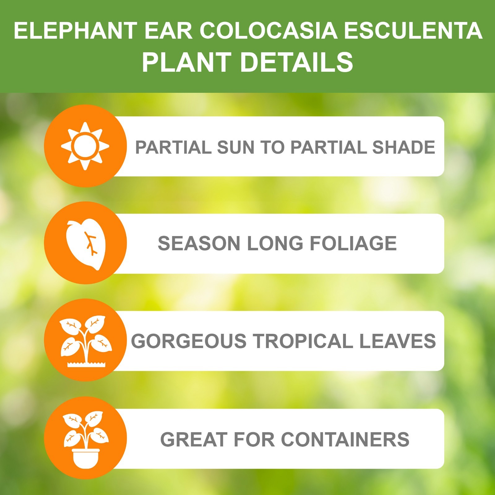 Garden State Bulb Colocasia Esculenta Elephant Ear Bulbs, 5/7 inches, Spring gallery