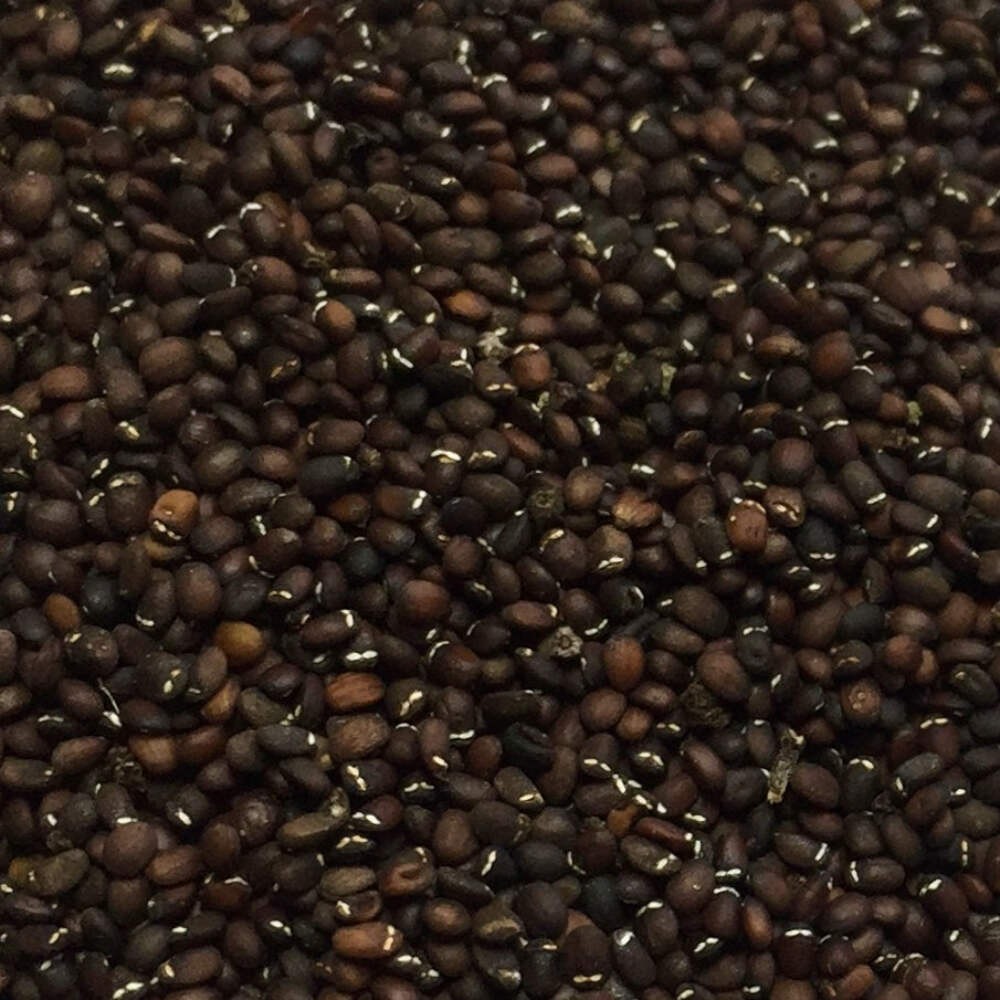 Catnip Seeds (Nepeta cataria) ~Traditional Herb Perennial Pollinator Garden gallery