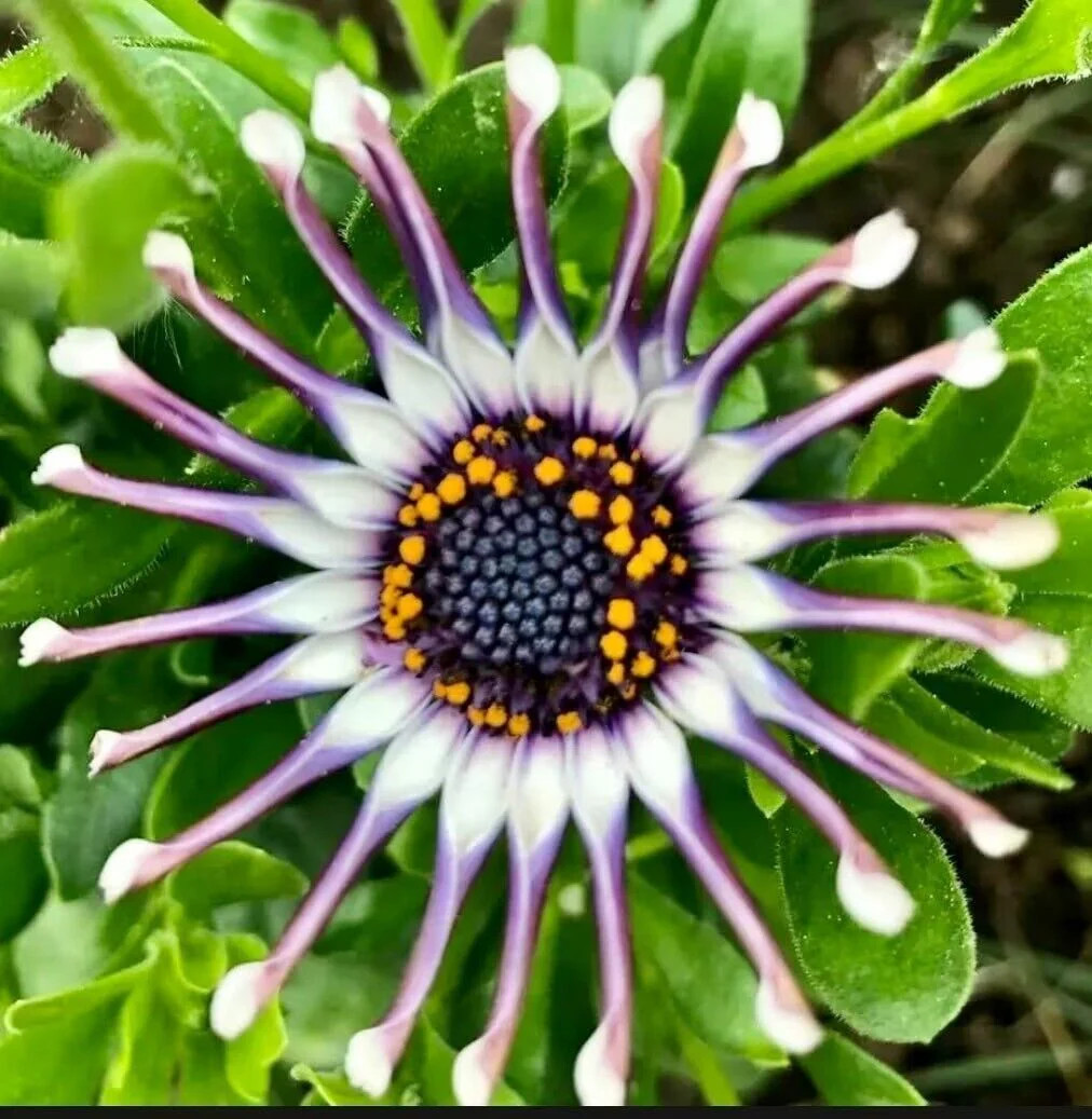 Osteospermum Mix Seeds ~ Spider ~ Daisy ~ Cool Flowers ~ Grow Your Own ~ Rare gallery