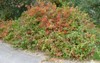 FRAGRANT LEMON SUMAC Rhus Aromatica - 20 SEEDS. FREE S&H gallery
