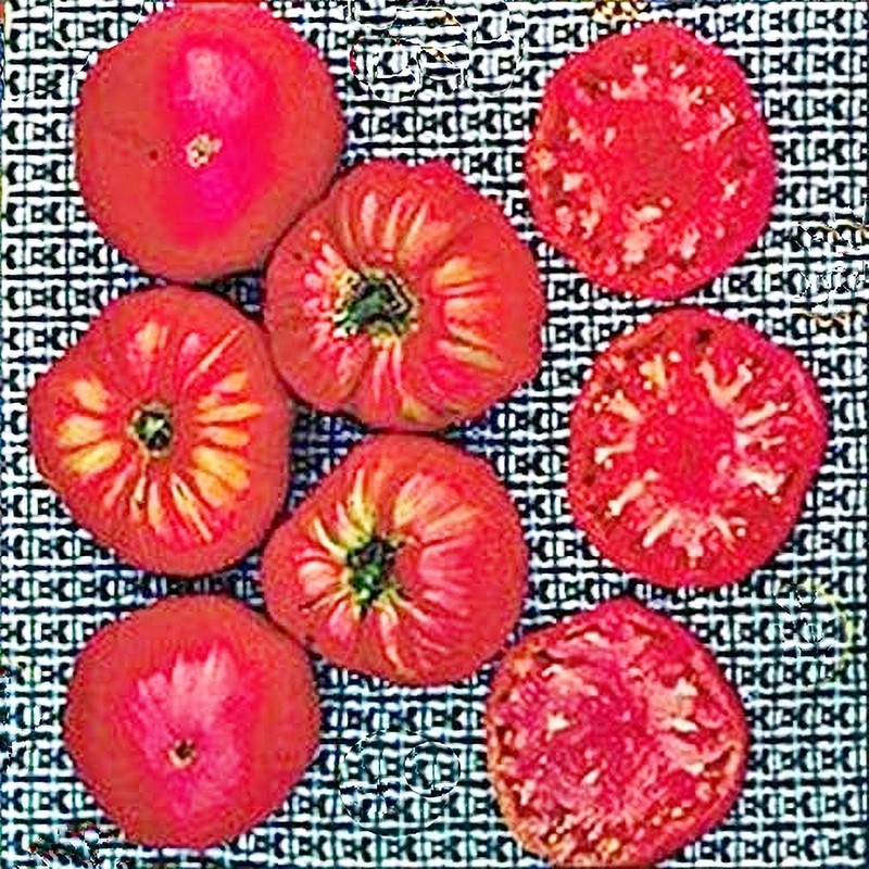 Soldacki, Tomato gallery