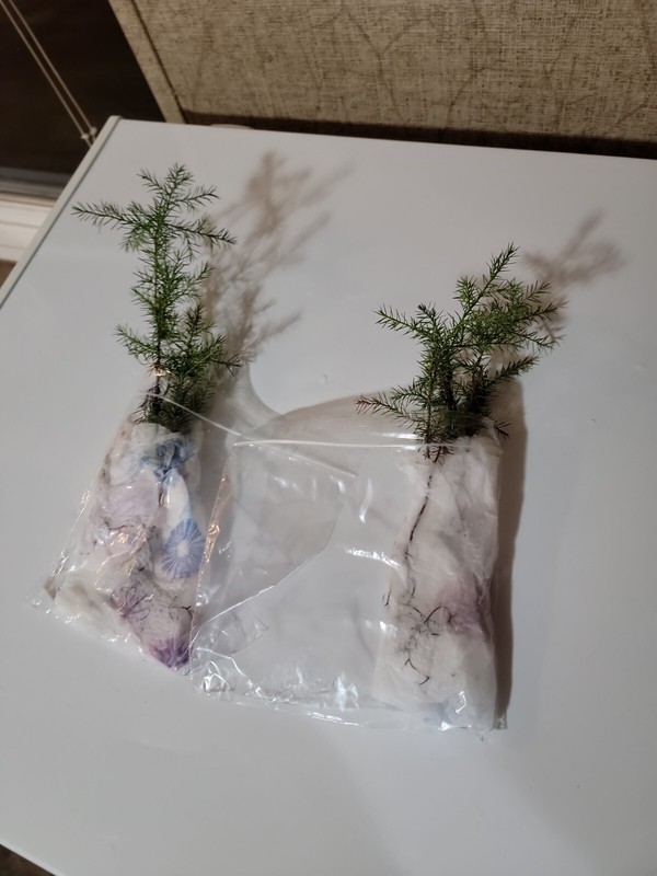 (4) Eastern Red Cedar Juniper seedling live trees 4-8 + inches gallery